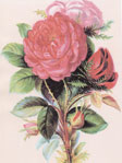 Inez